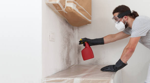 Professional Basement Mold Removal technician working in Bonlee, NC